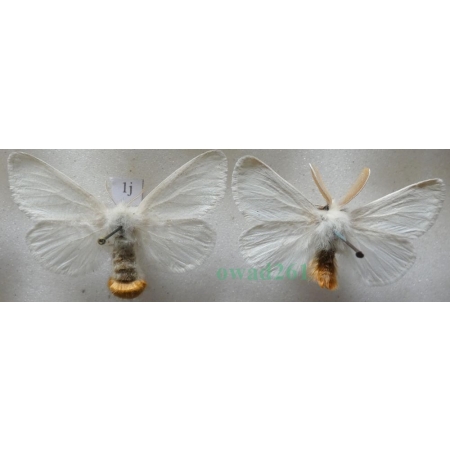 Euproctis chrysorrhoea (Linnaeus, 1758) pair Kuprówka rudnica Czech1j